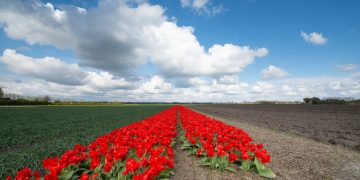 A field of red tulips. Welsh colours in the Netherlands