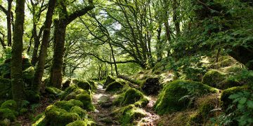 Pembrokeshire rainforest