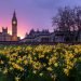 Westminster Spring evening