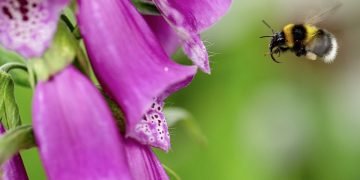 Foxgloves and bumblebee