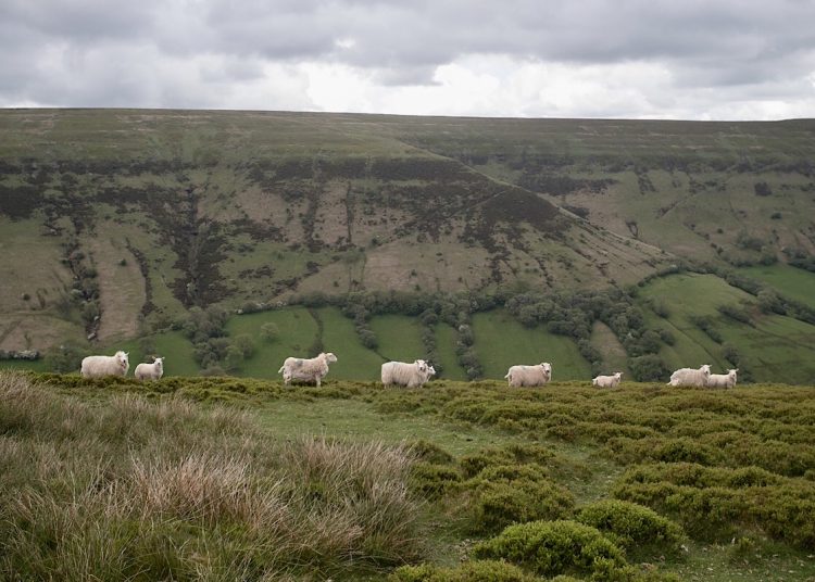 Uplands agricultural sector, Wales