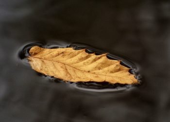 Floating leaf, Wales