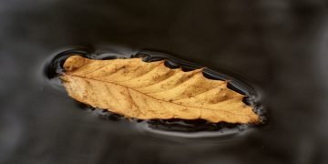 Floating leaf, Wales