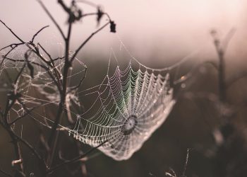 Welsh gothic - twilight cobweb
