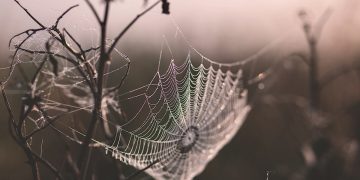 Welsh gothic - twilight cobweb