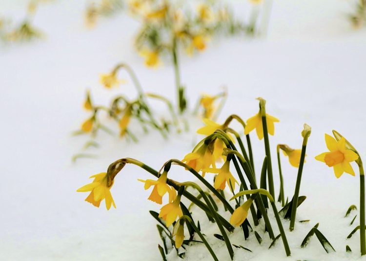 Alleviating the cost of inequality crisis in Wales: daffodils in the snow