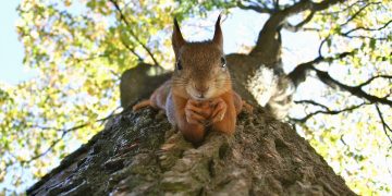 Squirrels: a red squirrel facing downwards on a tree, clutching a nut