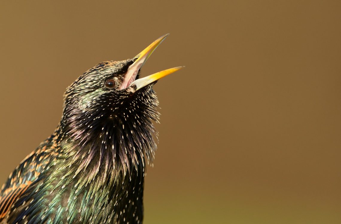 RSPB’s Big Garden Birdwatch returns for 2026