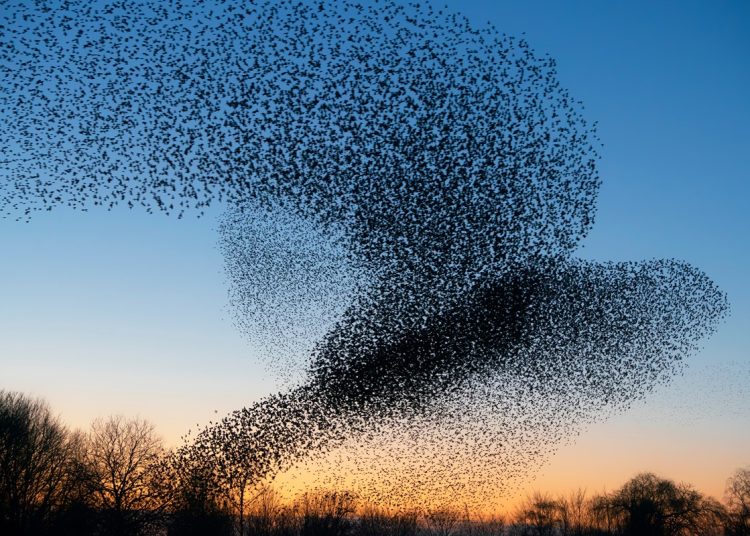 RSPB’s Big Garden Birdwatch returns for 2026